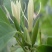 白兰花盆栽花卉植物室内玉兰树苗带花苞四季开花浓香型黄角兰