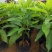 白兰花盆栽花卉植物室内玉兰树苗带花苞四季开花浓香型黄角兰