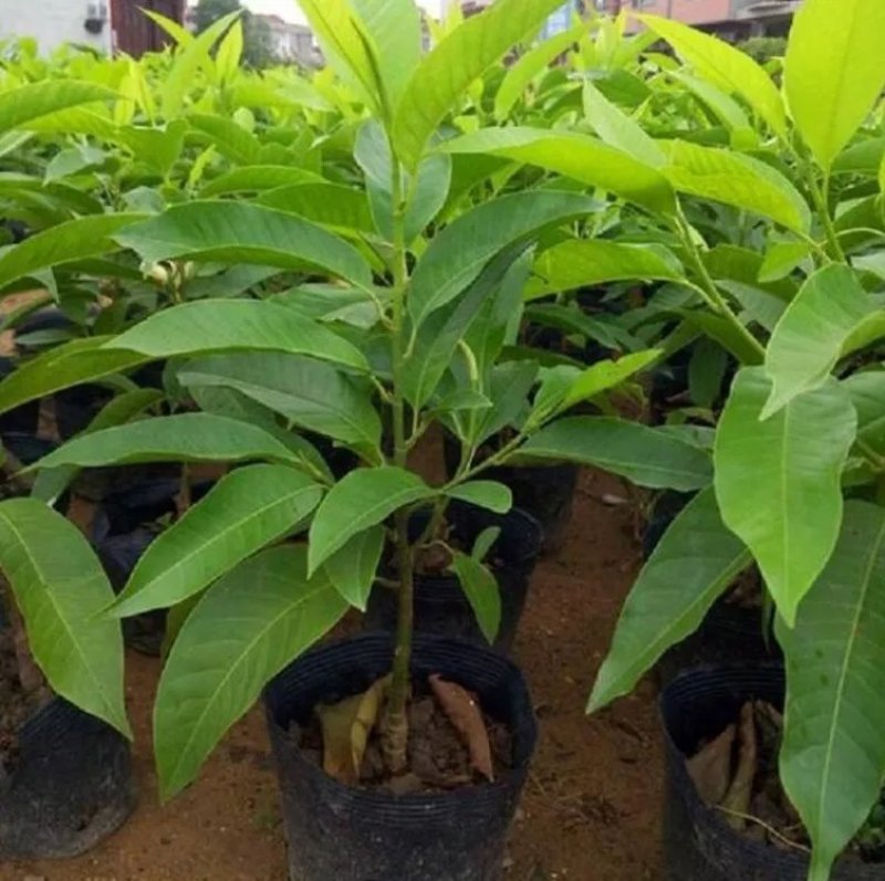 白兰花盆栽花卉植物室内玉兰树苗带花苞四季开花浓香型黄角兰