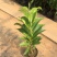 白兰花盆栽花卉植物室内玉兰树苗带花苞四季开花浓香型黄角兰