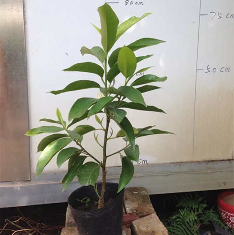 白兰花盆栽花卉植物室内玉兰树苗带花苞四季开花浓香型黄角兰