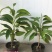 白兰花盆栽花卉植物室内玉兰树苗带花苞四季开花浓香型黄角兰