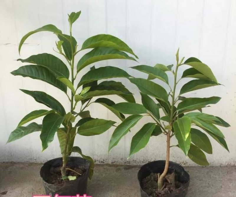 白兰花盆栽花卉植物室内玉兰树苗带花苞四季开花浓香型黄角兰