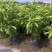 白兰花盆栽花卉植物室内玉兰树苗带花苞四季开花浓香型黄角兰