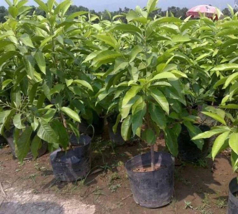 白兰花盆栽花卉植物室内玉兰树苗带花苞四季开花浓香型黄角兰