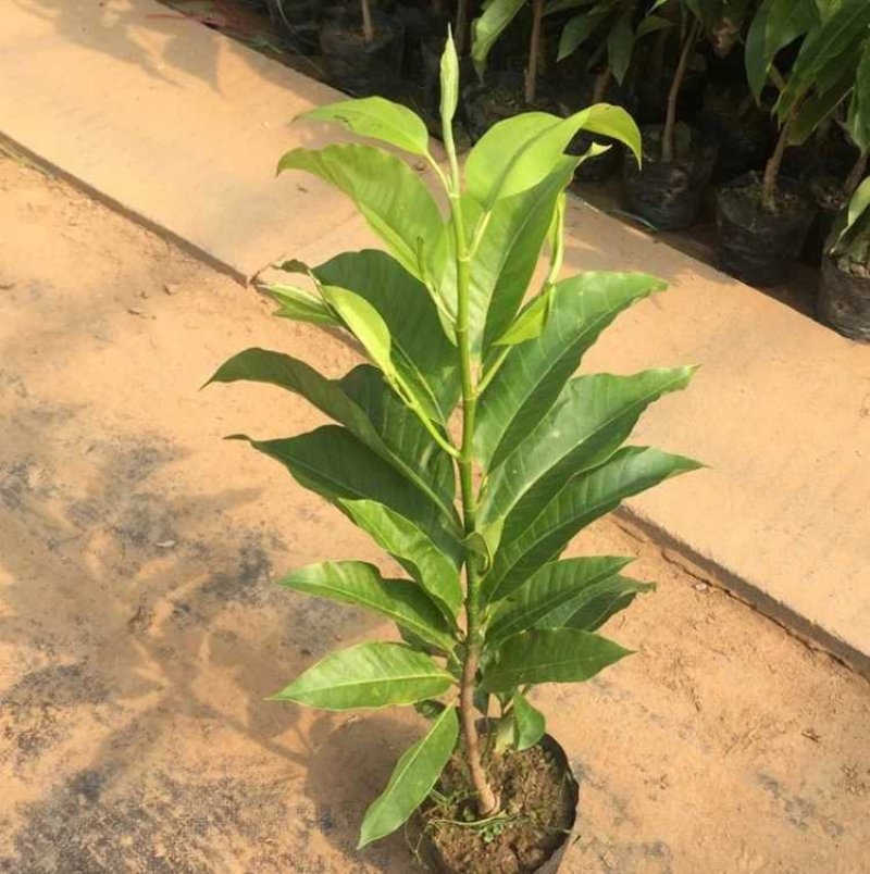 白兰花盆栽花卉植物室内玉兰树苗带花苞四季开花浓香型黄角兰