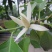 白兰花盆栽花卉植物室内玉兰树苗带花苞四季开花浓香型黄角兰