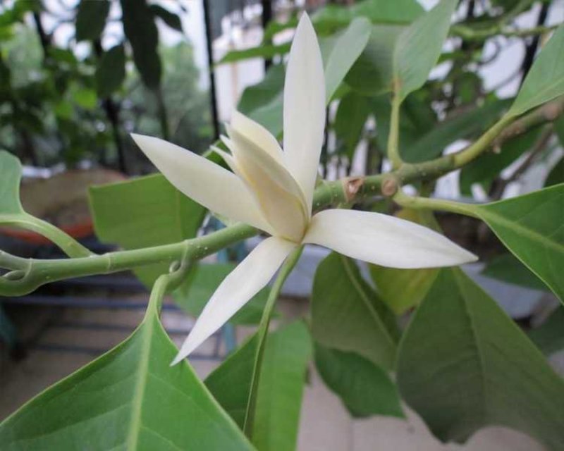 白兰花盆栽花卉植物室内玉兰树苗带花苞四季开花浓香型黄角兰