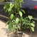 白兰花盆栽花卉植物室内玉兰树苗带花苞四季开花浓香型黄角兰