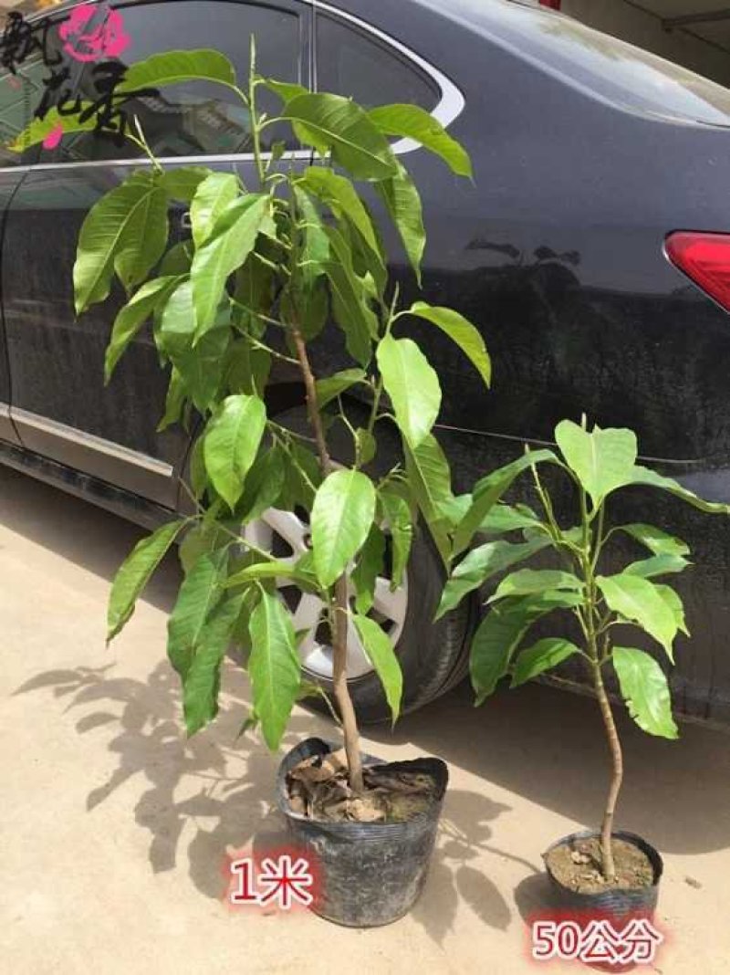 白兰花盆栽花卉植物室内玉兰树苗带花苞四季开花浓香型黄角兰