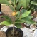 白兰花盆栽花卉植物室内玉兰树苗带花苞四季开花浓香型黄角兰