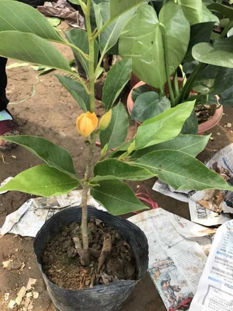 白兰花盆栽花卉植物室内玉兰树苗带花苞四季开花浓香型黄角兰