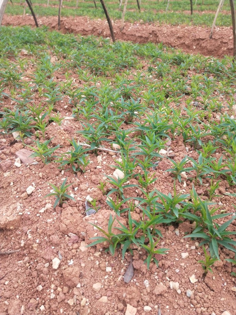 桃芽苗，毛桃芽苗，毛桃小苗