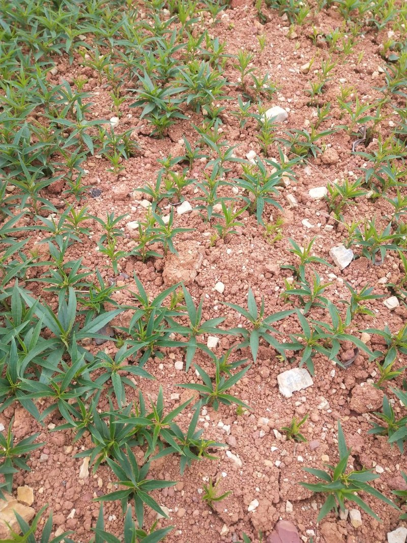 桃芽苗，毛桃芽苗，毛桃小苗