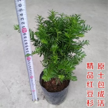 红豆杉红豆杉盆景植物室内盆栽曼地亚红豆杉树苗