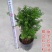 红豆杉红豆杉盆景植物室内盆栽曼地亚红豆杉树苗