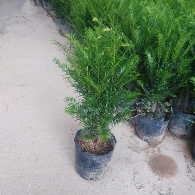 红豆杉红豆杉盆景植物室内盆栽曼地亚红豆杉树苗
