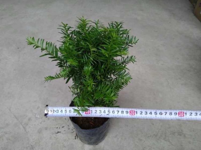 红豆杉红豆杉盆景植物室内盆栽曼地亚红豆杉树苗