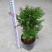 红豆杉红豆杉盆景植物室内盆栽曼地亚红豆杉树苗