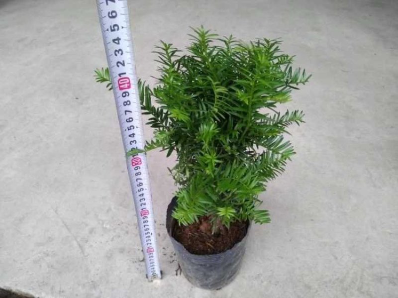 红豆杉红豆杉盆景植物室内盆栽曼地亚红豆杉树苗