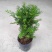 红豆杉红豆杉盆景植物室内盆栽曼地亚红豆杉树苗