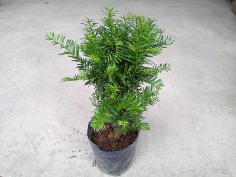 红豆杉红豆杉盆景植物室内盆栽曼地亚红豆杉树苗