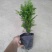 红豆杉红豆杉盆景植物室内盆栽曼地亚红豆杉树苗