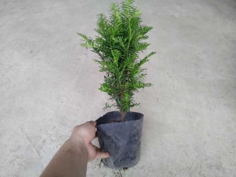 红豆杉红豆杉盆景植物室内盆栽曼地亚红豆杉树苗