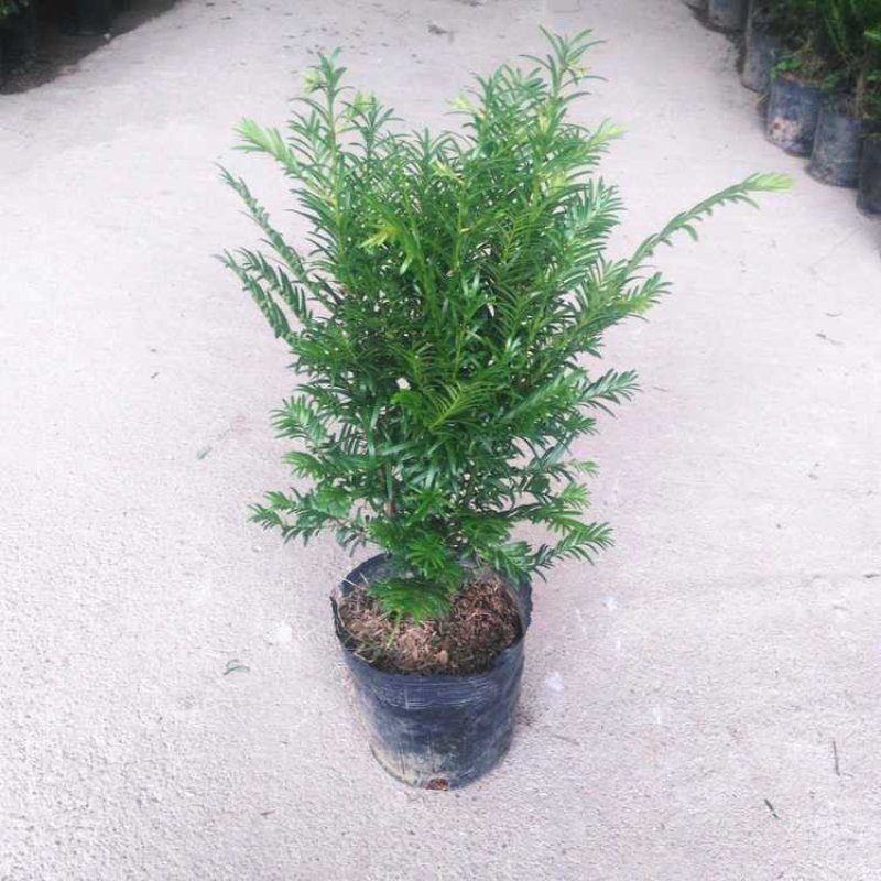 红豆杉红豆杉盆景植物室内盆栽曼地亚红豆杉树苗