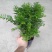红豆杉红豆杉盆景植物室内盆栽曼地亚红豆杉树苗