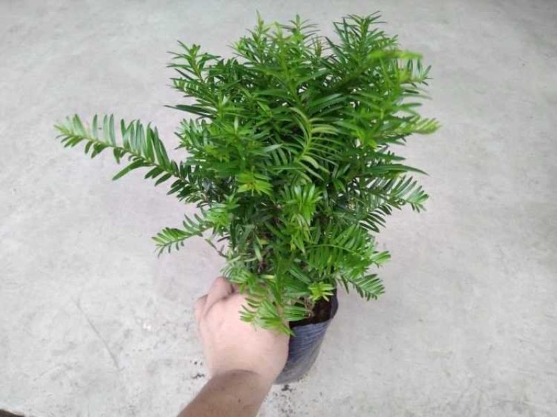 红豆杉红豆杉盆景植物室内盆栽曼地亚红豆杉树苗