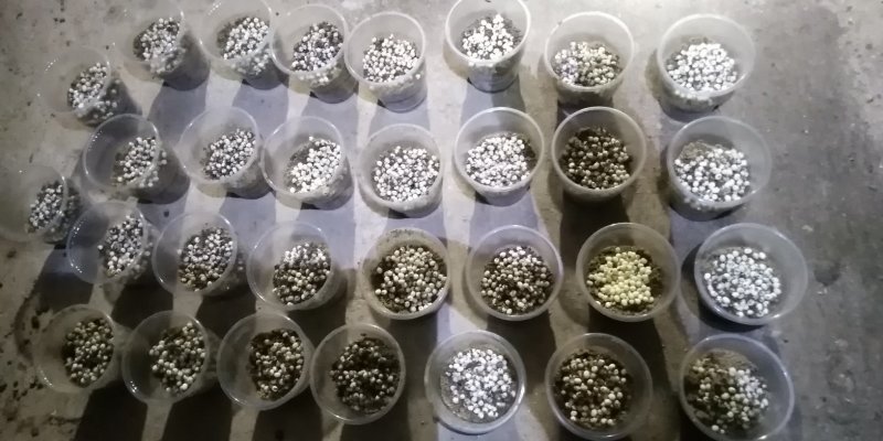 白玉蜗牛卵(蜗牛蛋)