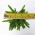 袖珍椰子植物散尾葵夏威夷室内盆栽吸甲醛植物观赏凤尾竹绿植