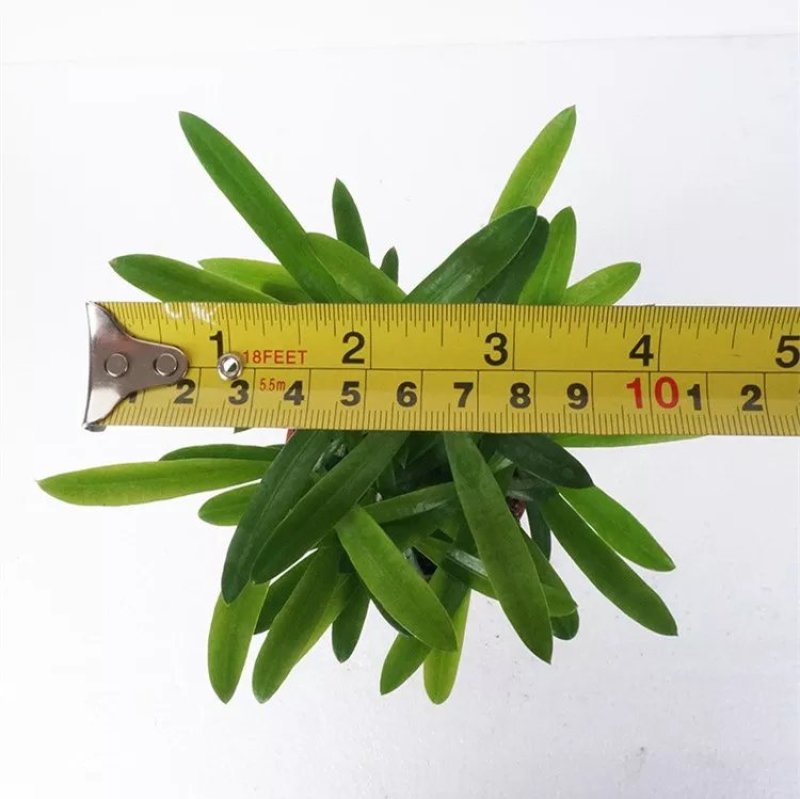 袖珍椰子植物散尾葵夏威夷室内盆栽吸甲醛植物观赏凤尾竹绿植