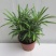 袖珍椰子植物散尾葵夏威夷室内盆栽吸甲醛植物观赏凤尾竹绿植