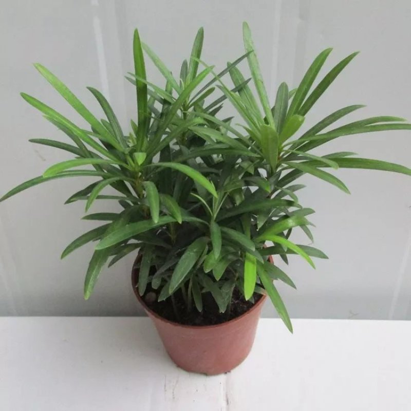 袖珍椰子植物散尾葵夏威夷室内盆栽吸甲醛植物观赏凤尾竹绿植