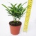 袖珍椰子植物散尾葵夏威夷室内盆栽吸甲醛植物观赏凤尾竹绿植