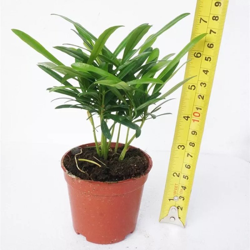 袖珍椰子植物散尾葵夏威夷室内盆栽吸甲醛植物观赏凤尾竹绿植