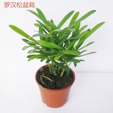 袖珍椰子植物散尾葵夏威夷室内盆栽吸甲醛植物观赏凤尾竹绿植