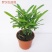袖珍椰子植物散尾葵夏威夷室内盆栽吸甲醛植物观赏凤尾竹绿植
