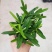 袖珍椰子植物散尾葵夏威夷室内盆栽吸甲醛植物观赏凤尾竹绿植