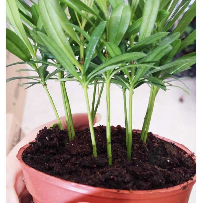 袖珍椰子植物散尾葵夏威夷室内盆栽吸甲醛植物观赏凤尾竹绿植
