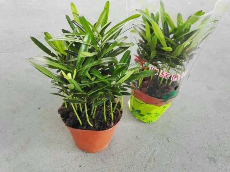 袖珍椰子植物散尾葵夏威夷室内盆栽吸甲醛植物观赏凤尾竹绿植
