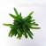 袖珍椰子植物散尾葵夏威夷室内盆栽吸甲醛植物观赏凤尾竹绿植