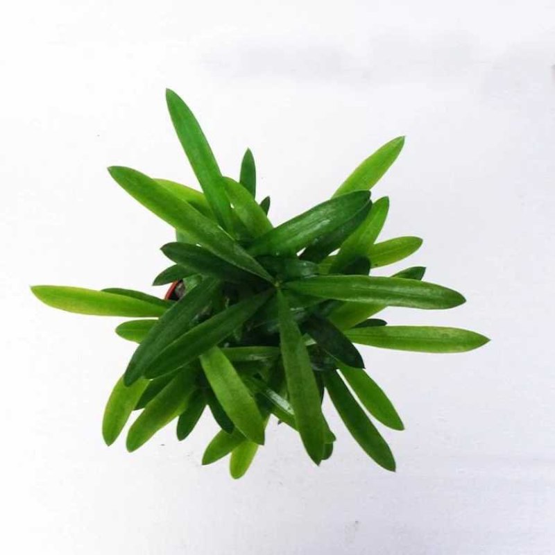 袖珍椰子植物散尾葵夏威夷室内盆栽吸甲醛植物观赏凤尾竹绿植