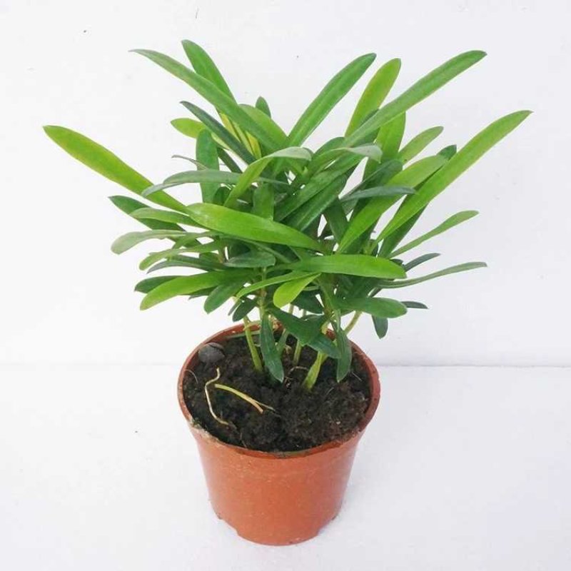 袖珍椰子植物散尾葵夏威夷室内盆栽吸甲醛植物观赏凤尾竹绿植
