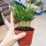 袖珍椰子植物散尾葵夏威夷室内盆栽吸甲醛植物观赏凤尾竹绿植