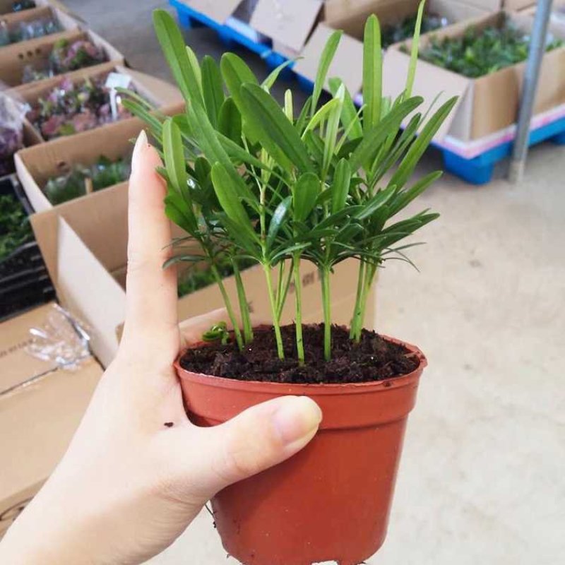 袖珍椰子植物散尾葵夏威夷室内盆栽吸甲醛植物观赏凤尾竹绿植