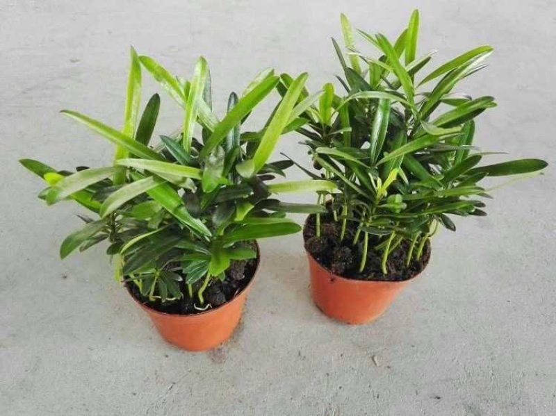 袖珍椰子植物散尾葵夏威夷室内盆栽吸甲醛植物观赏凤尾竹绿植