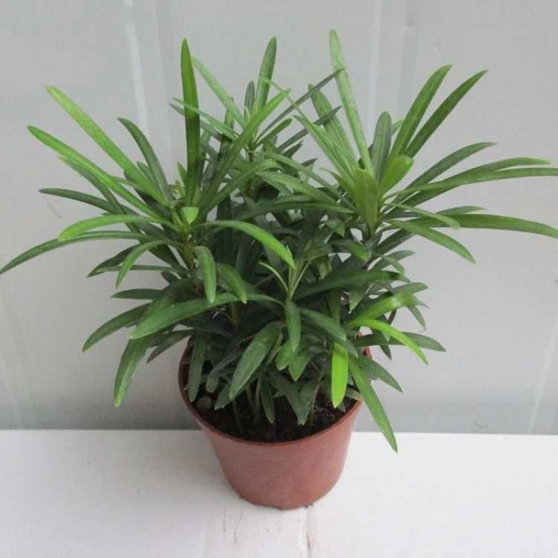 袖珍椰子植物散尾葵夏威夷室内盆栽吸甲醛植物观赏凤尾竹绿植
